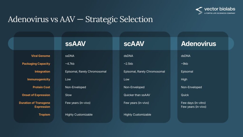 Vector Biolabs - Targeted viral vectors for disease modeling