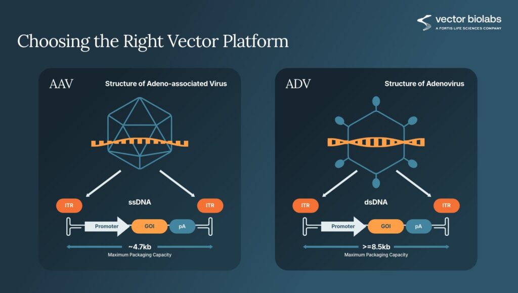Vector Biolabs - targeted viral vectors for disease modeling
